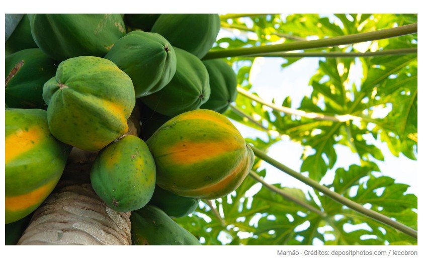 6 Árvores frutíferas que dão frutos muito rápido