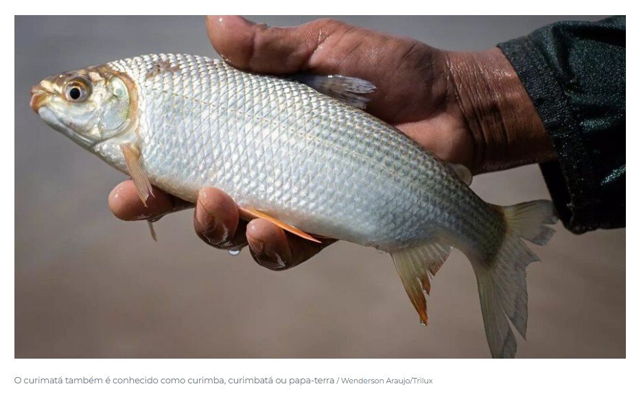 Conheça peixe brasileiro 'queridinho' em outros países que bateu recorde de exportações