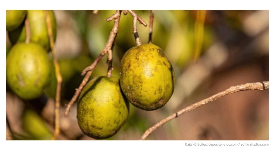 A fruta perfeita para combater inflamações e melhorar o bem-estar