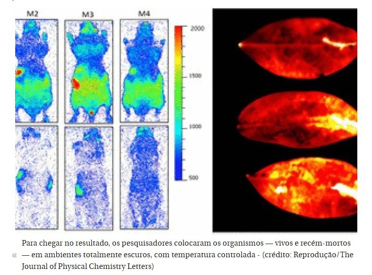 Existência da 'luz da vida' em seres vivos é confirmada por cientistas