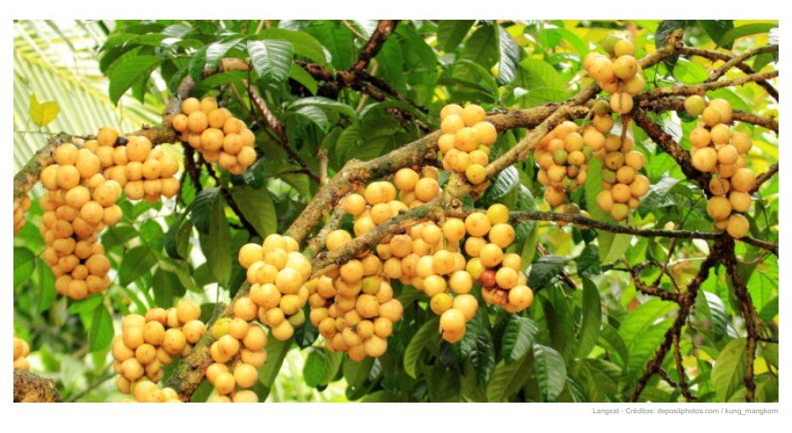 Conheça a fruta exótica com sabor doce e refrescante