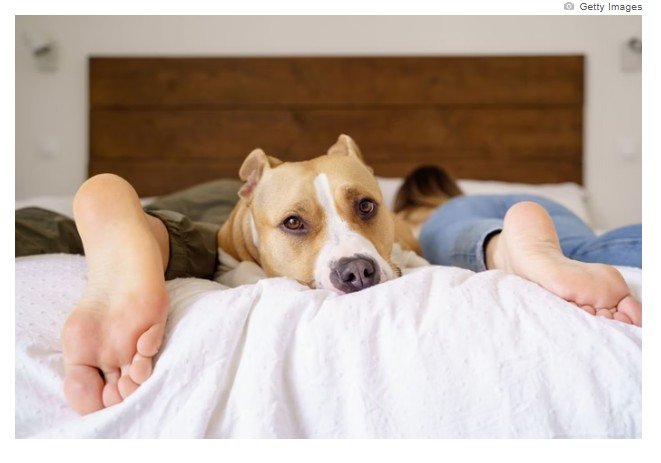 Transar na frente do pet faz mal? Confira o que diz veterinário