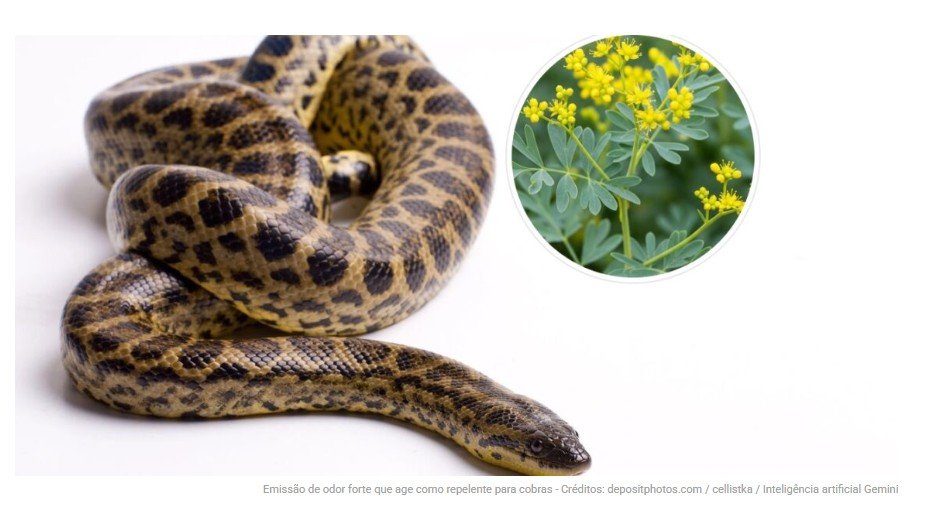 As 3 plantas mais eficazes para manter cobras bem longe
