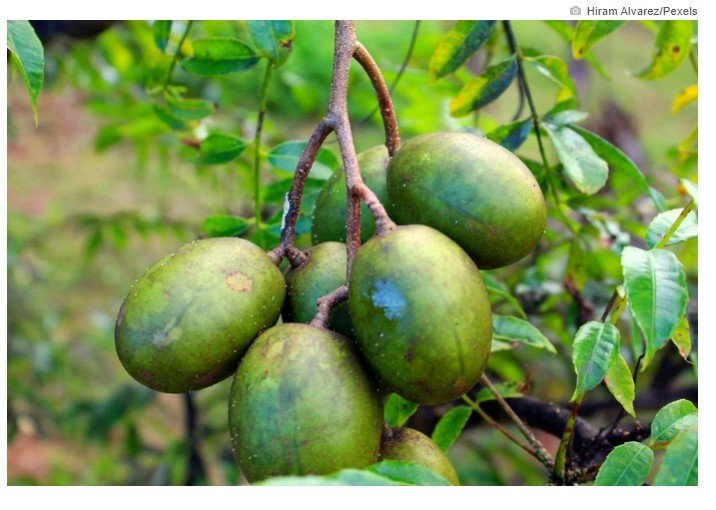 Fruta tropical poderosa ajuda a fortalecer a saúde intestinal