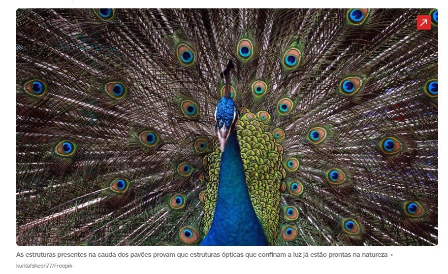 Pavões têm lasers naturais em suas caudas, descobrem cientistas
