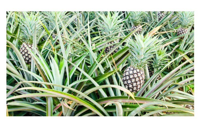 Como plantar abacaxi? Veja as 3 melhores técnicas de cultivo
