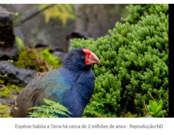 Ave dada como extinta há 125 anos reaparece na natureza e volta a repovoar habitat