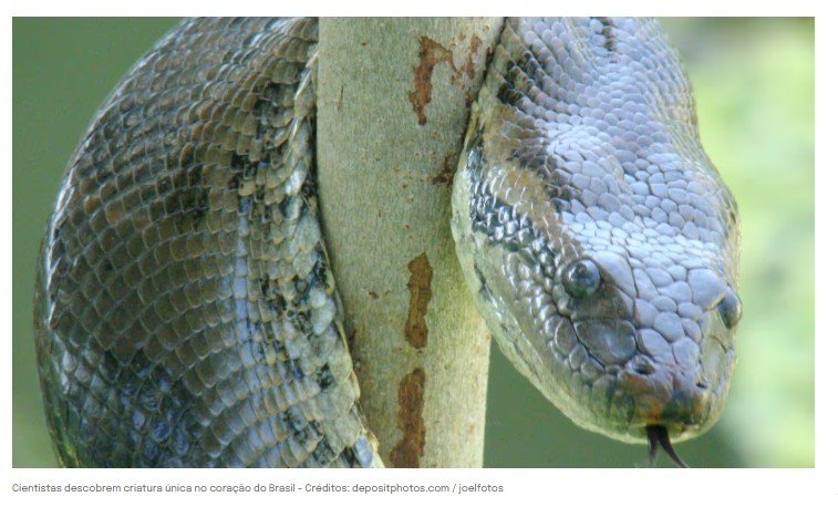 Cientistas descobrem criatura única no coração do Brasil