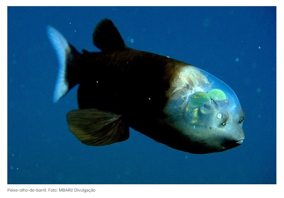 Peixe que vive nas profundezas tem cabeça transparente e olhos giratórios