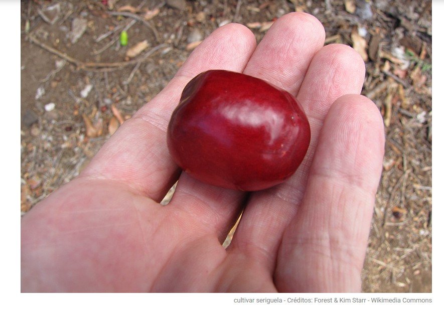 Como cultivar seriguela em casa e colher frutos mais rápido