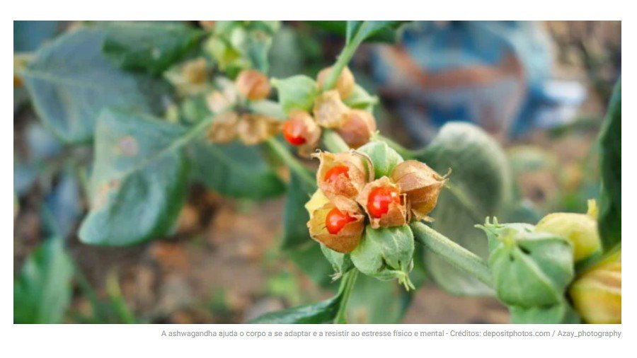 As 3 plantas com ação antidepressiva comprovadas pela ciência