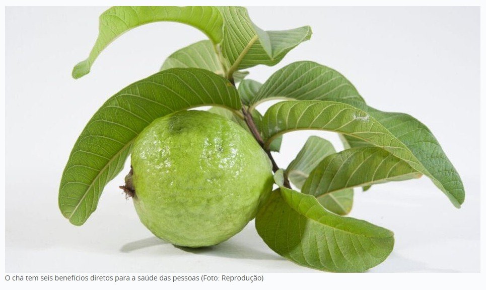 Chá de folha de goiabeira: para que serve e como fazer este remédio natural