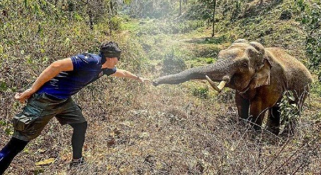 Elefante reconhece veterinário que cuidou dele 12 anos antes