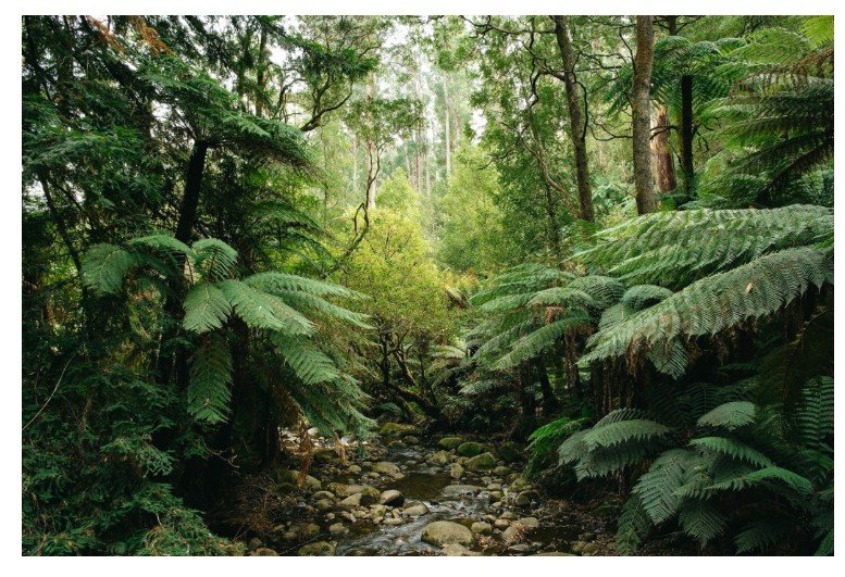 Floresta tropical na Austrália é a primeira do mundo a emitir dióxido de carbono no ar, enviando um alerta para cientistas e políticos semanas antes da COP30