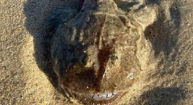 Peixe cabeçudo e com boca bizarra aparece morto em praia australiana