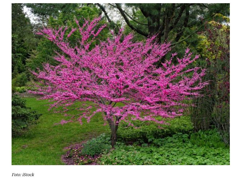 Arvores perfeitas para o jardim: crescem rápido, dão sombra e quase não precisam de cuidados