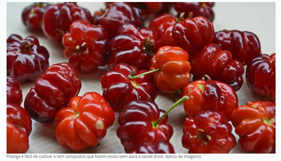 Fruta que pode ser cultivada no quintal tem compostos que todo mundo busca nos suplementos