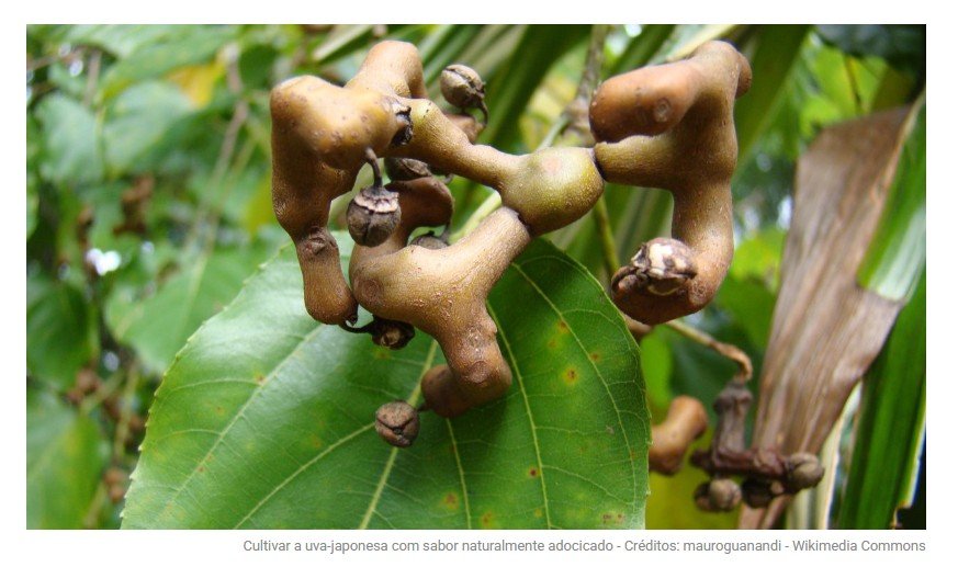 Uma uva que produz rápido e ainda tem sabor adocicado