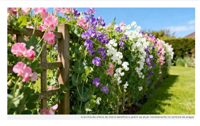 A planta que serve de cerca viva: Impede a entrada de pragas e perfuma todo o jardim