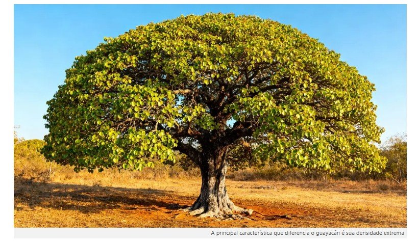 Poucas pessoas sabem, mas a árvore mais resistente e robusta do mundo cresce nesta região