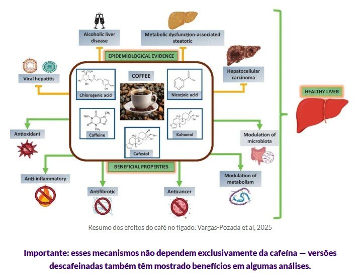 O café e seus benefícios para o fígado – o que sabemos hoje