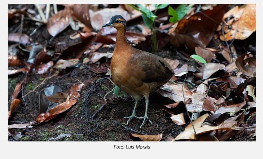 Um canto inusitado e um ouvido bem treinado levaram à descoberta de uma nova espécie de ave na Amazônia
