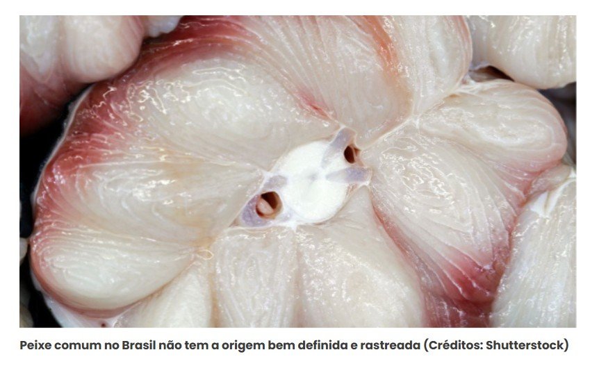 O peixe que faz parte da alimentação de muitos brasileiros por ser barato, mas poucos sabem os cuidados que se deve ter ao consumi-lo