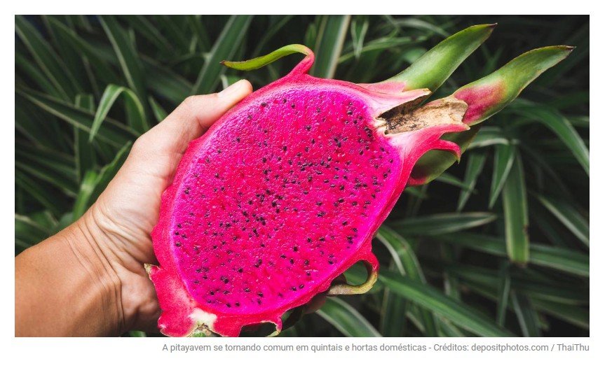 A pitaya é a fruta exótica que brota rápido e se adapta muito bem a pequenos quintais e varandas