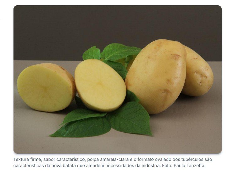 Nova cultivar de batata entrega mais produtividade e chips melhores para fritar