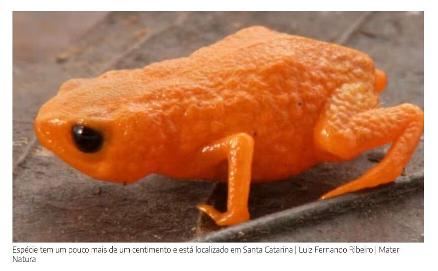 Sapo laranja do tamanho da ponta de um lápis ganha nome de presidente brasileiro