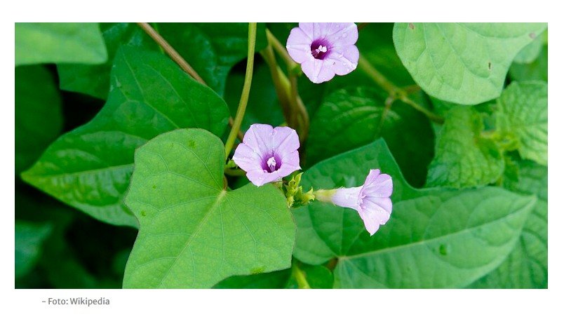 Novo animal é encontrado em uma das plantas mais populares do Brasil