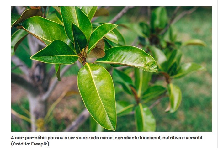 A carne dos pobres: a planta trepadeira que tem mais proteína que o feijão