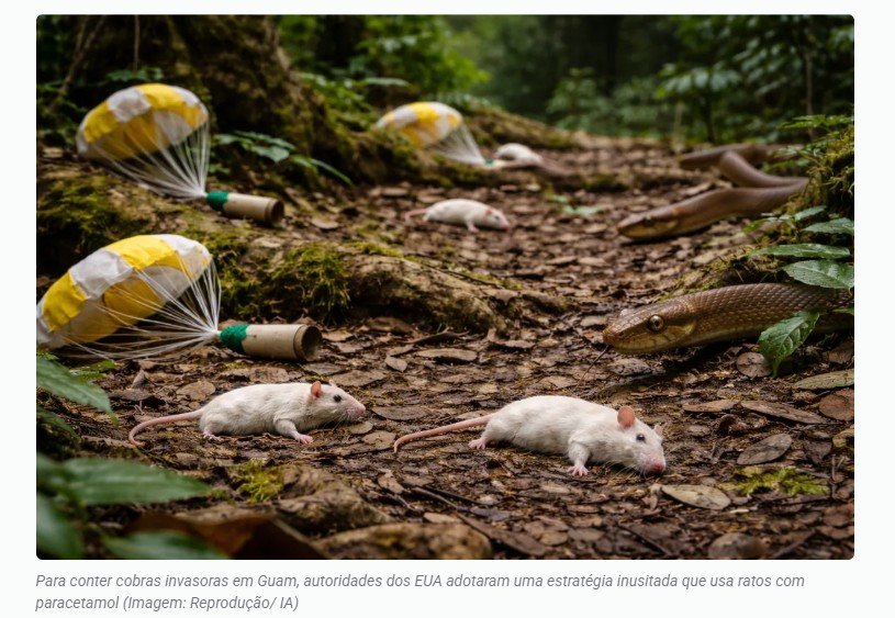 Cobras invasoras: EUA usam ratos com paracetamol para proteger a fauna local e a rede elétrica