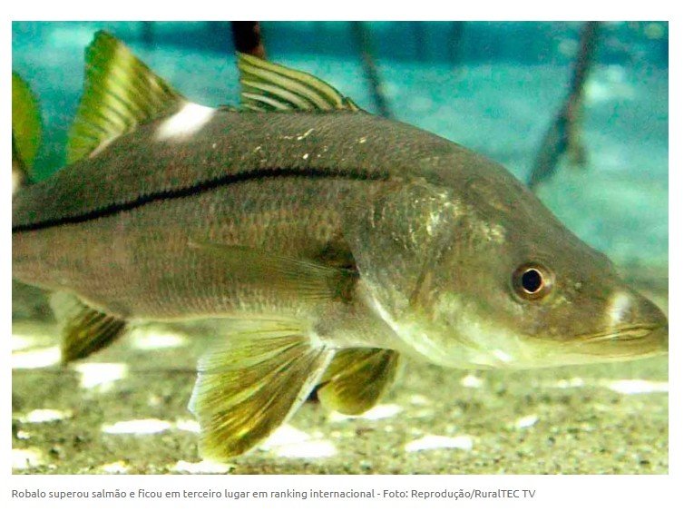 Peixe do Brasil supera salmão e vira destaque internacional