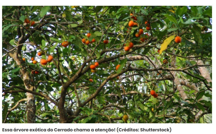 Fruta com sabor de chiclete? Descubra qual é e como plantar em seu quintal