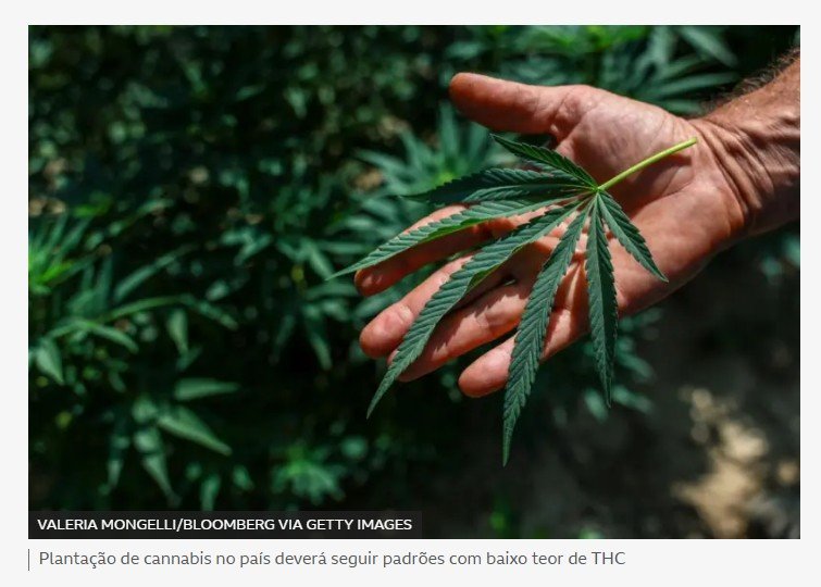Anvisa libera cultivo de maconha para fins medicinais no Brasil e amplia acesso a medicamentos; entenda o que muda
