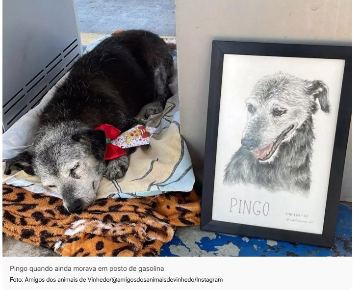 Pingo, o cachorro que viveu 22 anos em posto de gasolina, pode se tornar o mais velho do Brasil