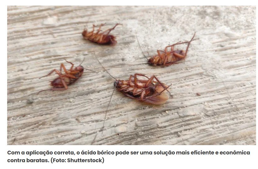 Diego Fernández, engenheiro químico: “Inseticida é inútil contra baratas, ácido bórico é melhor”