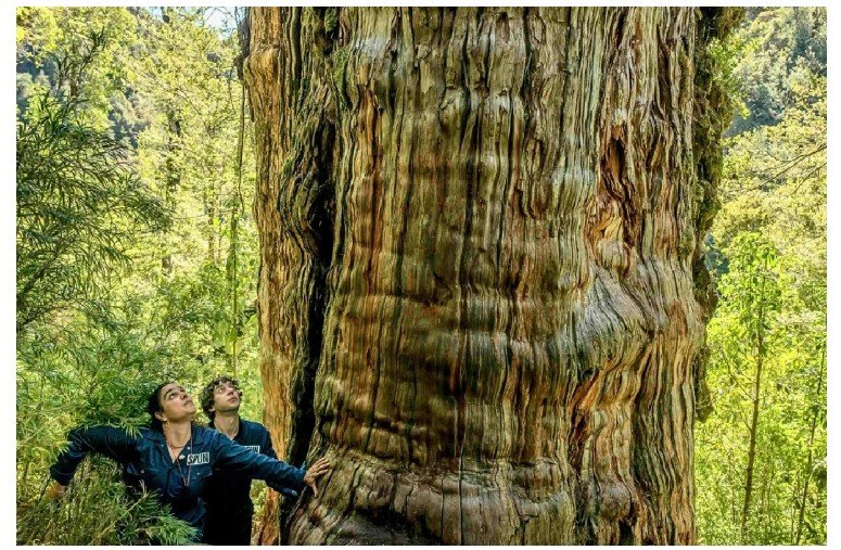 Maior do que imaginávamos: cientistas descobrem uma rede invisível e cheia de vida sob uma das árvores mais antigas do planeta