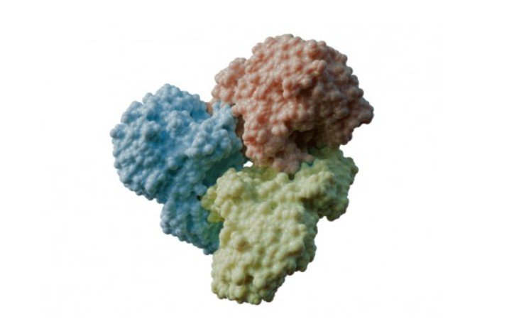 Cientistas descobrem ‘interruptor’ molecular que controla a digestão de carboidratos