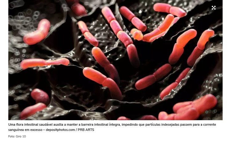Intestino saudável, mente saudável: a relação entre microbiota e imunidade