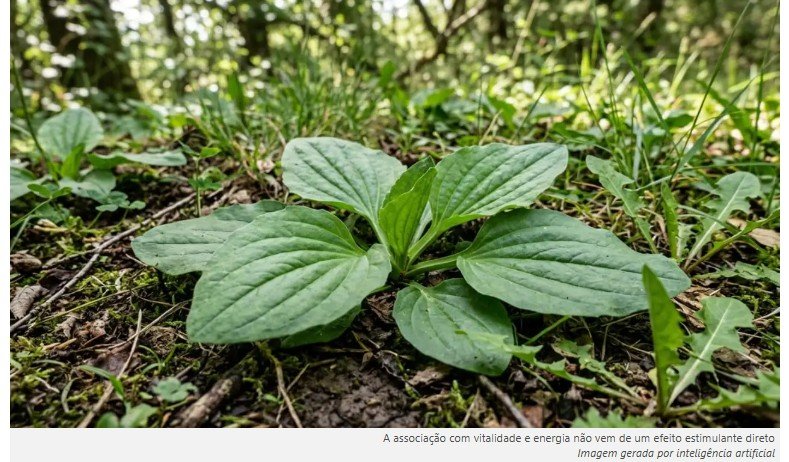 Pensei que fosse uma erva daninha e ignorei, mas descobri que se trata de uma erva chamada “afrodisíaco natural”