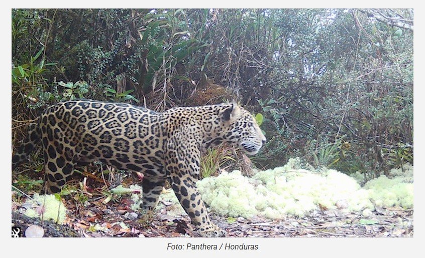 Rara onça-pintada-das-nuvens volta a ser registrada depois de uma década em região de Honduras