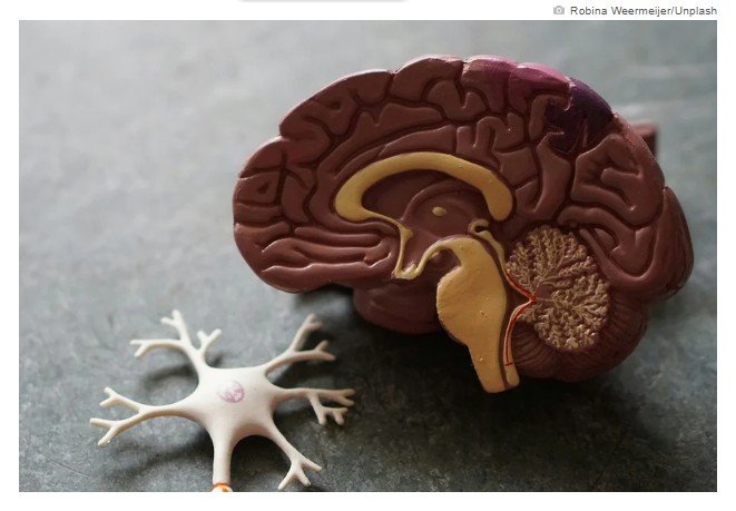 Estudo descobre pista de proteção natural do cérebro contra Alzheimer