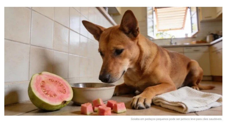 A fruta comum de quintal que é segura para cães e ajuda a melhorar a digestão e a saúde intestinal
