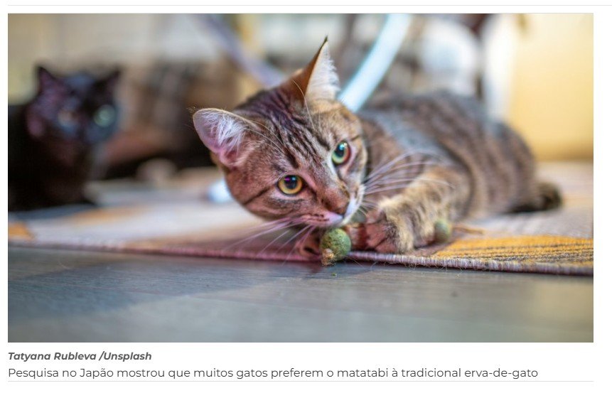 Gatos gostam mais de outra planta do que erva-de-gato, diz estudo