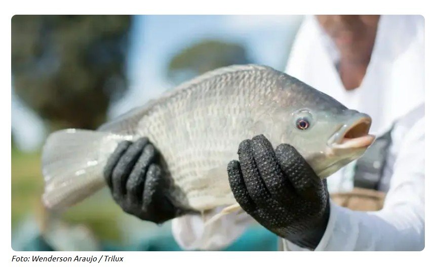 Tilápia será proibida? Espécie pode virar “espécie invasora” e decisão acende alerta na aquicultura brasileira