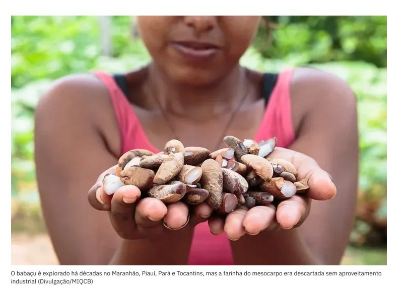 Startup transforma resíduo do babaçu em proteína do futuro e gera renda para comunidades amazônicas