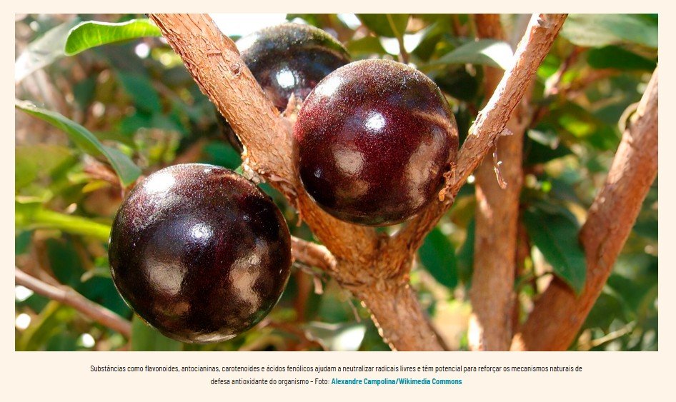 Frutas nativas brasileiras mostram potencial na prevenção de doenças do envelhecimento celular