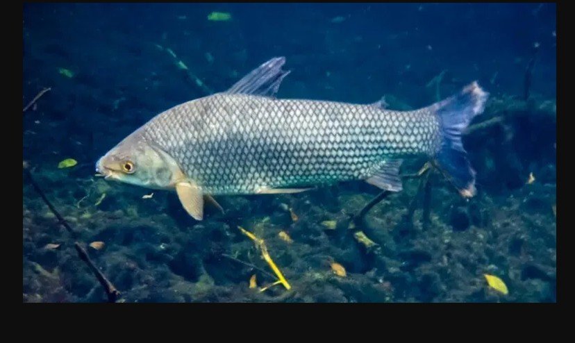 Peixe considerado uma ‘máquina natural de limpar rios’ impulsiona a economia nacional e surpreende estrangeiros